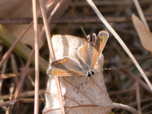 Aricia agestis