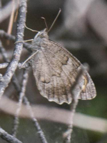 Réf. 189 126 : Hipparchia statilinus