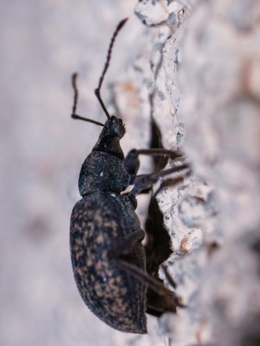 Réf. 189 640 : Otiorhynchus aurifer