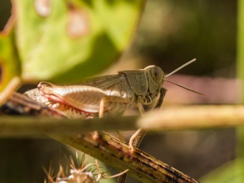 Calliptamus barbarus barbarus
