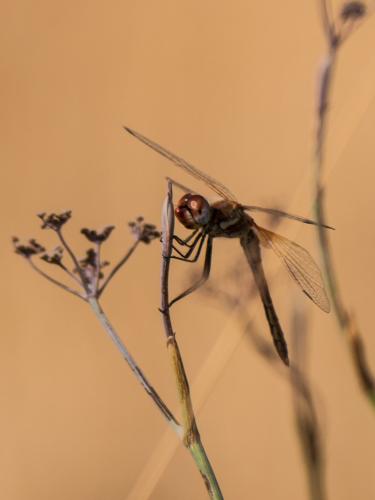Sympetrum fonscolombii