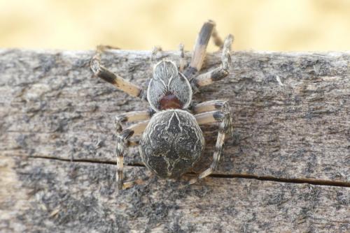 Réf. 189 017 : Larinioides sclopetarius