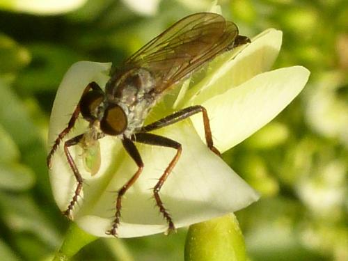 Réf. 189 021 : Neomochtherus geniculatus