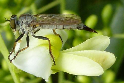 Réf. 189 028 : Neomochtherus geniculatus