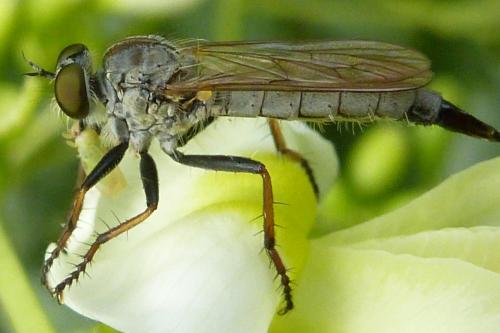 Réf. 189 006 : Neomochtherus geniculatus