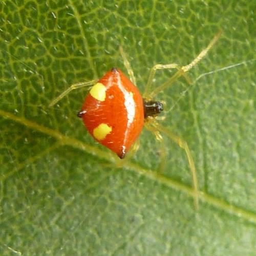Réf. 189 498 : Theridula gonygaster