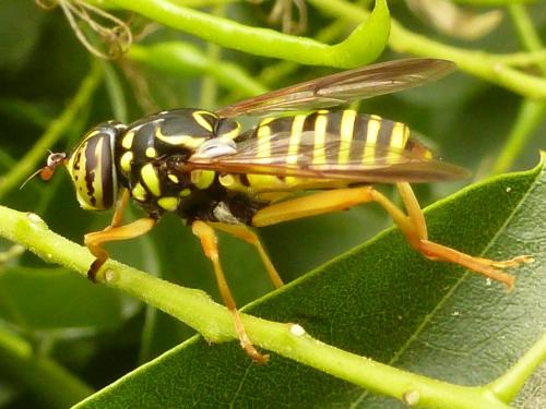 Spilomyia saltuum