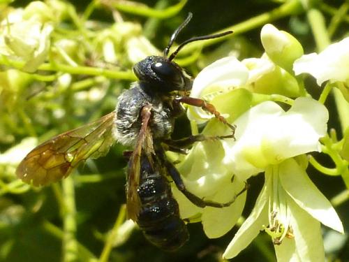 Megachile sculpturalis