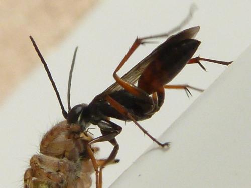 Réf. 189 731 : Agenioideus nubecula