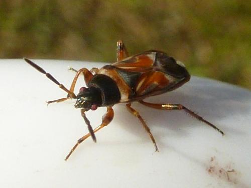 Raglius alboacuminatus