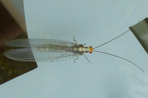 Réf. 189 805 : Nothochrysa fulviceps