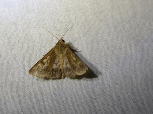 Helicoverpa armigera