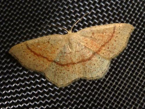 Réf. 189 330 : Cyclophora quercimontaria