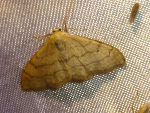 Réf. 189 331 : Idaea aversata