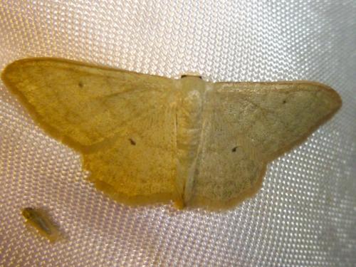Idaea straminata