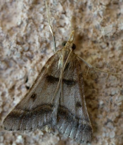 Stemmatophora brunnealis