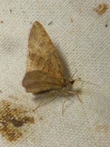 Réf. 189 249 : Eupithecia abbreviata