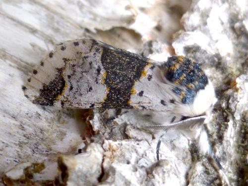 Réf. 189 243 : Furcula bicuspis