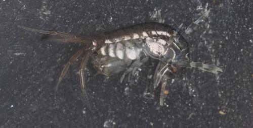 Melita hergensis