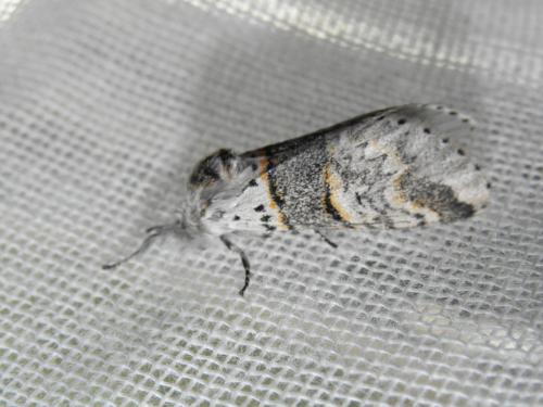 Furcula bifida