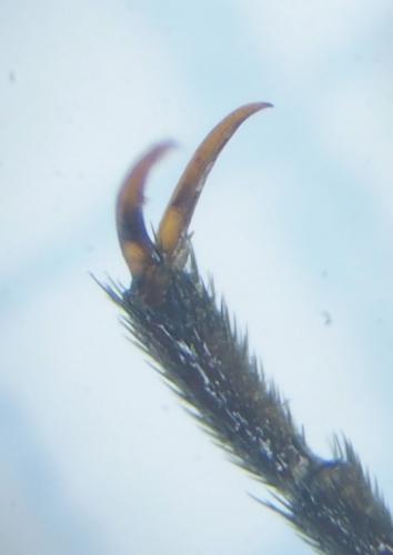 Croscherichia litigiosa