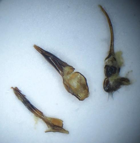 Croscherichia litigiosa