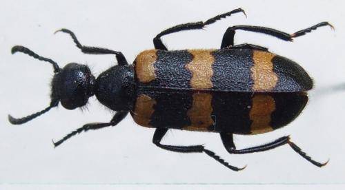 Croscherichia litigiosa