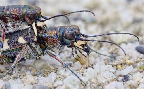 Réf. 189 356 : Cicindela hybrida