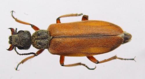Réf. 189 260 : Lyttolydulus sp.