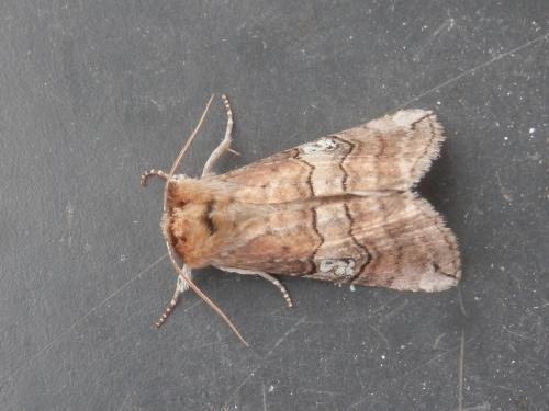 Réf. 189 817 : Tethea ocularis