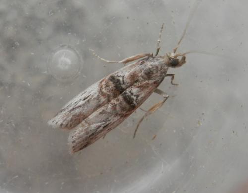 Réf. 189 720 : Nephopterix angustella