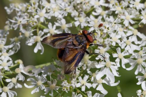 Réf. 189 733 : Phasia hemiptera