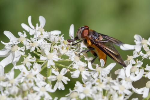 Phasia hemiptera