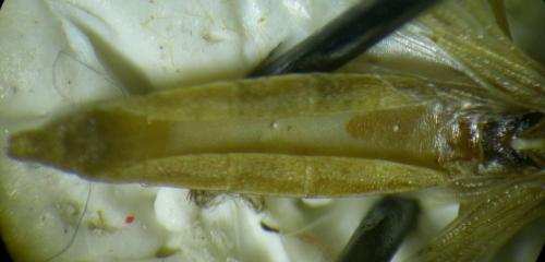 Berytinus minor