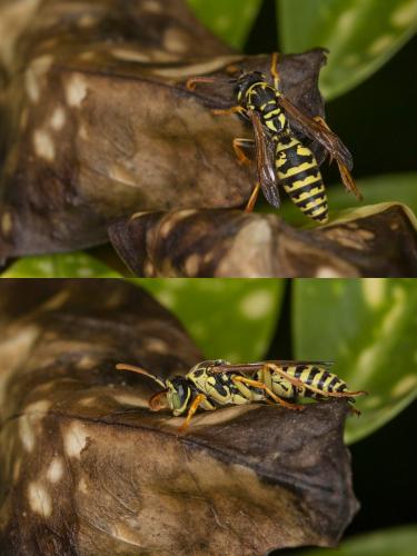 Polistes sp.