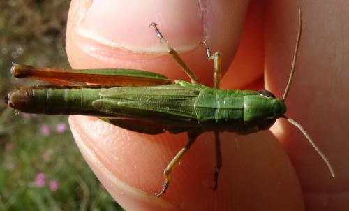 Réf. 189 367 : Pseudochorthippus parallelus parallelus