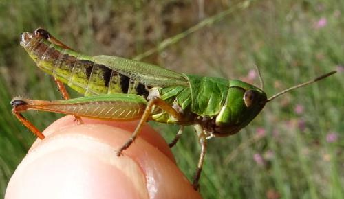 Réf. 189 369 : Pseudochorthippus parallelus parallelus