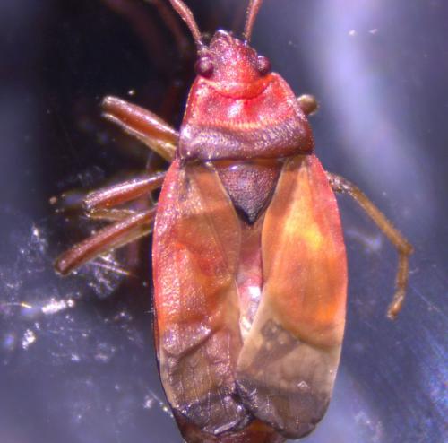 Réf. 189 184 : Pyrrhocoris apterus