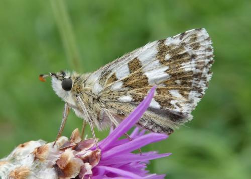 Réf. 189 279 : Pyrgus sp.