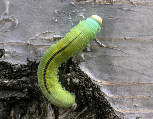 Réf. 189 755 : Cimbex femoratus