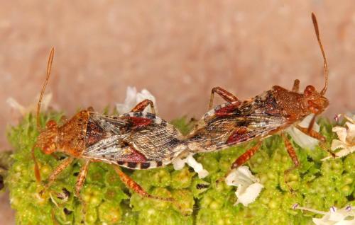 Rhopalus subrufus