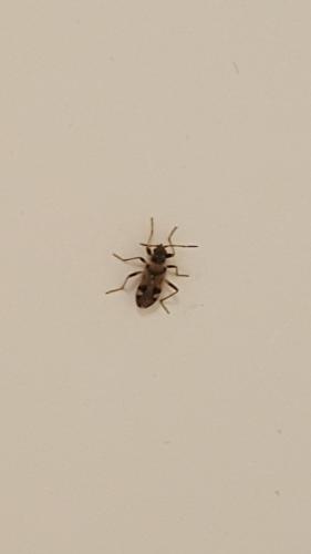 Beosus maritimus