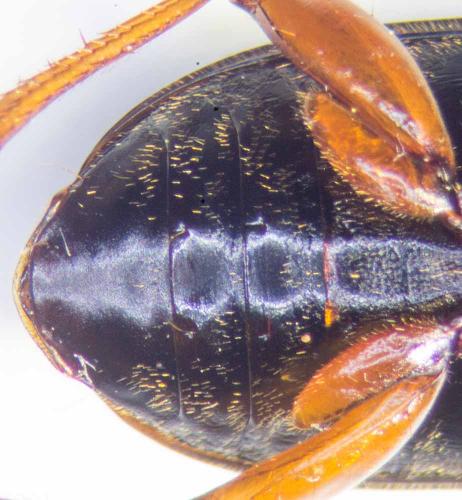 Pseudoophonus rufipes