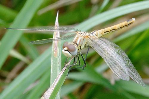 Réf. 189 673 : Sympetrum fonscolombii