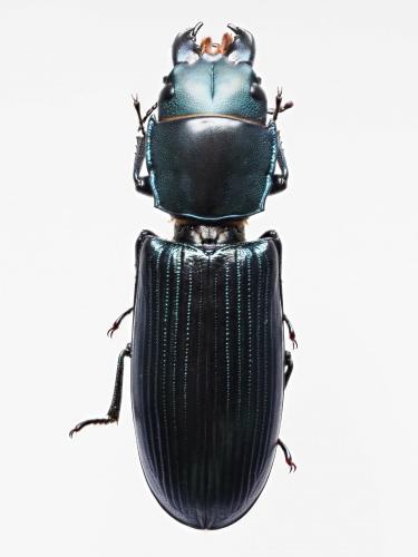 Temnoscheila colossus