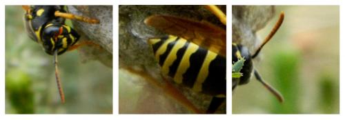 Polistes nimpha