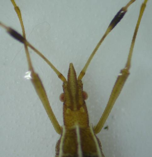Berytinus minor