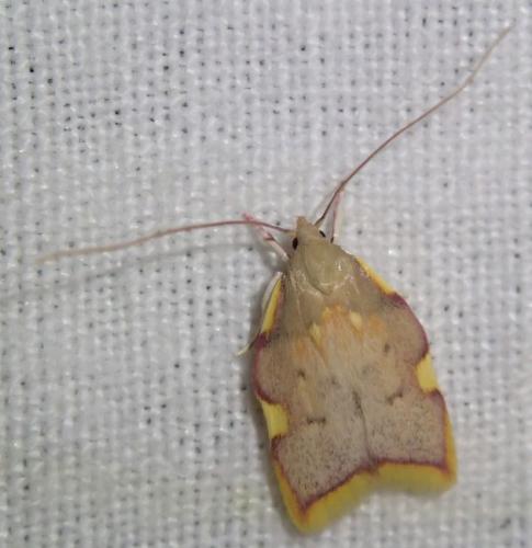 Réf. 189 921 : Carcina quercana