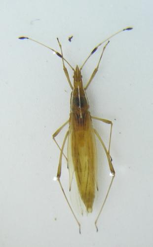 Berytinus minor