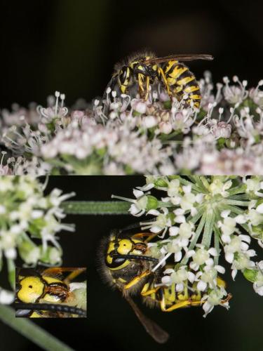 Vespula germanica
